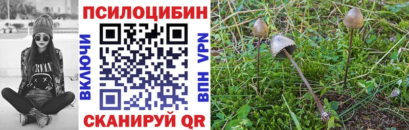 МЕГА онион  Кизляр  Псилоцибиновые грибы прущие грибы 
